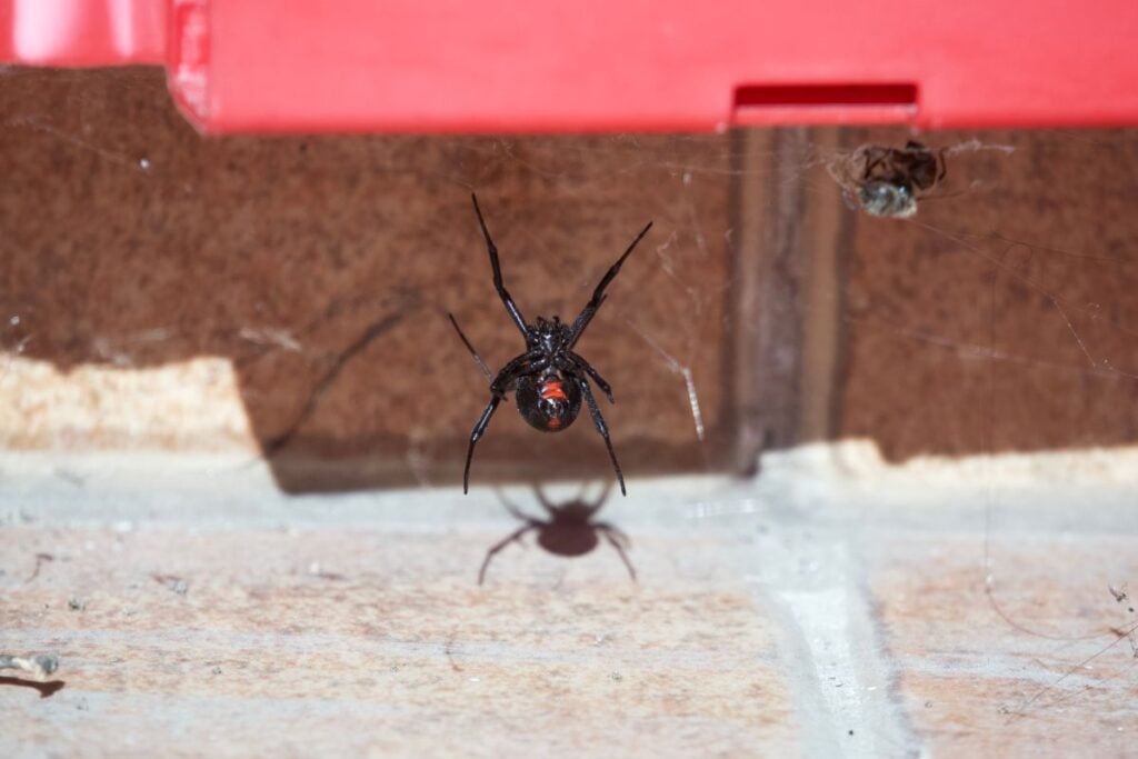 A black widow