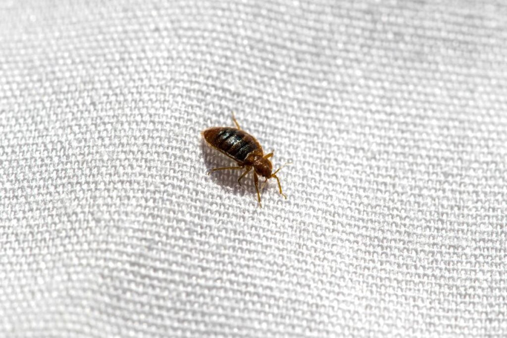 Bed bug on a bed