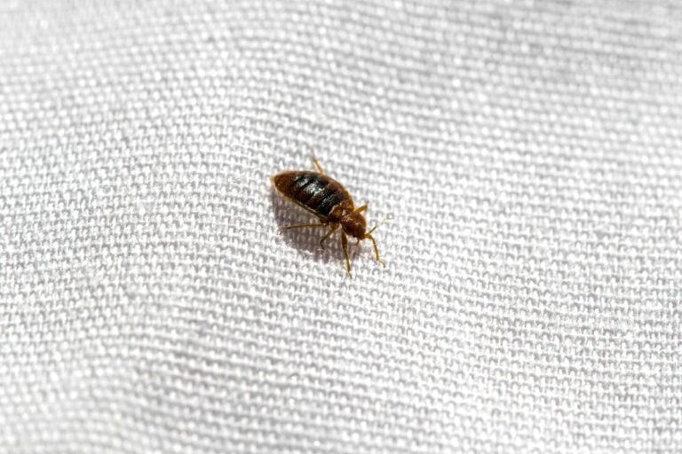 Bed bug on a bed