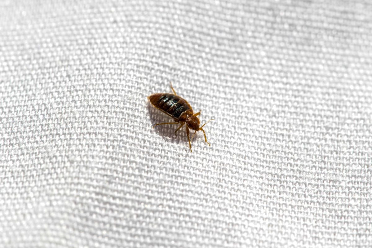 Bed bug on a bed