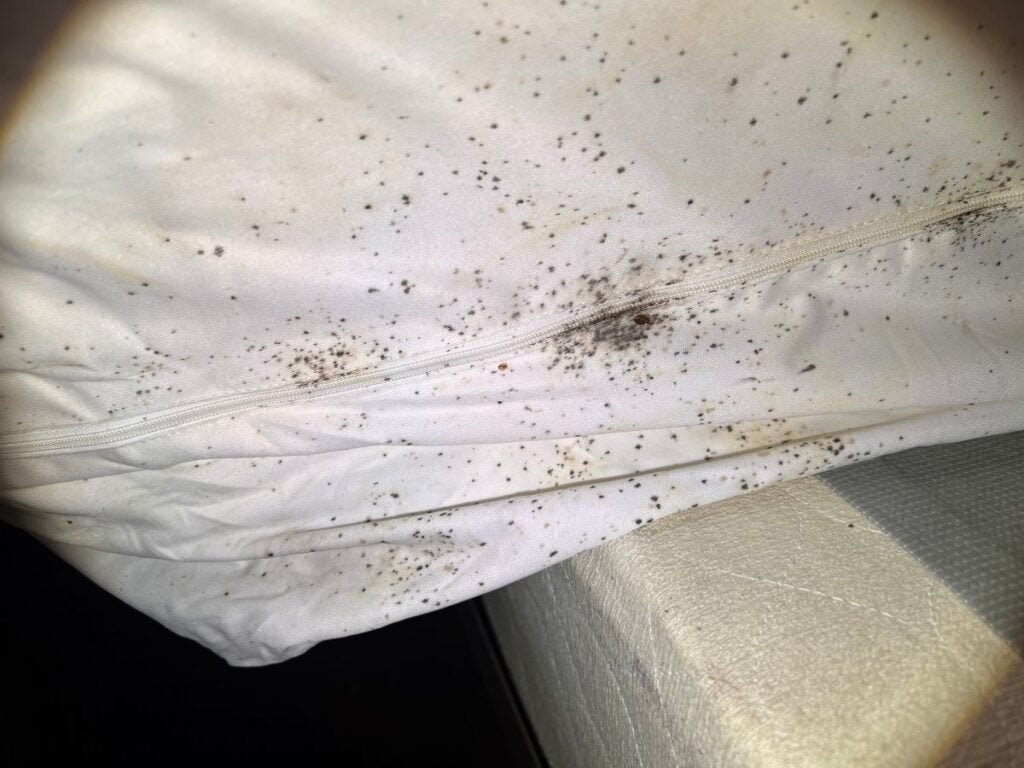 Bed bug eggs, bed bug fecal matter