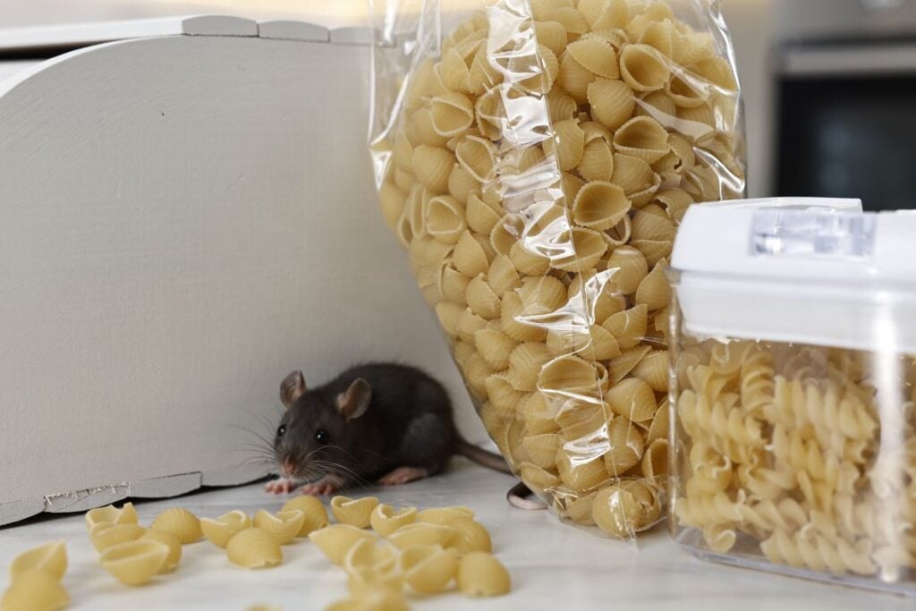 Grey mouse looking for food on white table