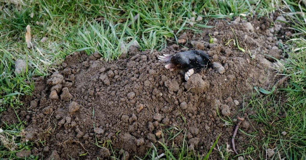 Mole crawling out of molehill above ground
