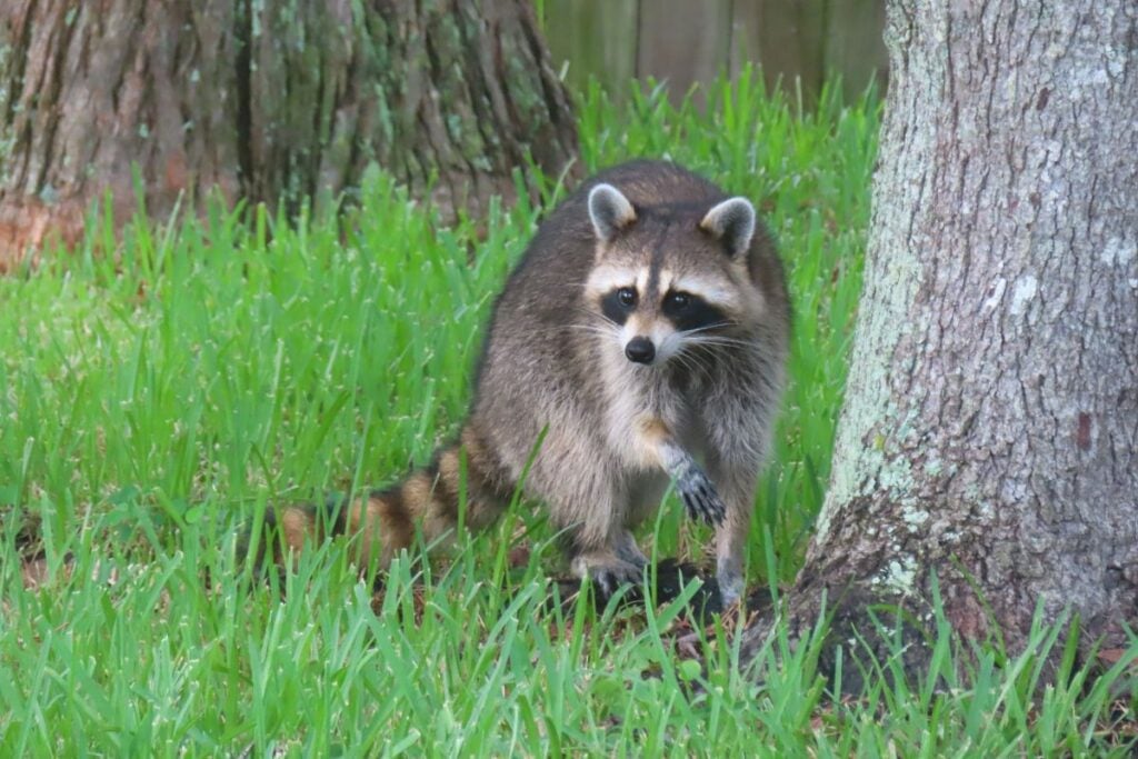 Raccoon near the tree
