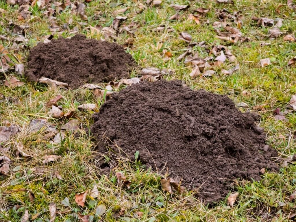 Two molehills with fresh, dark brown soil on a grassy lawn