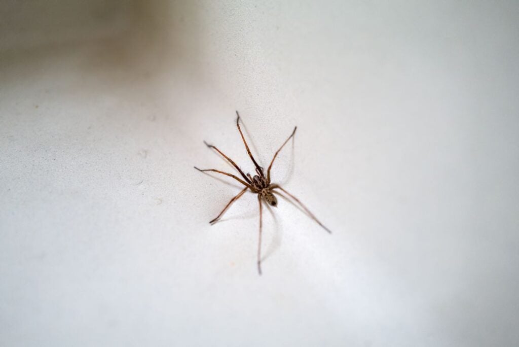 a big brown spider in a washbasin