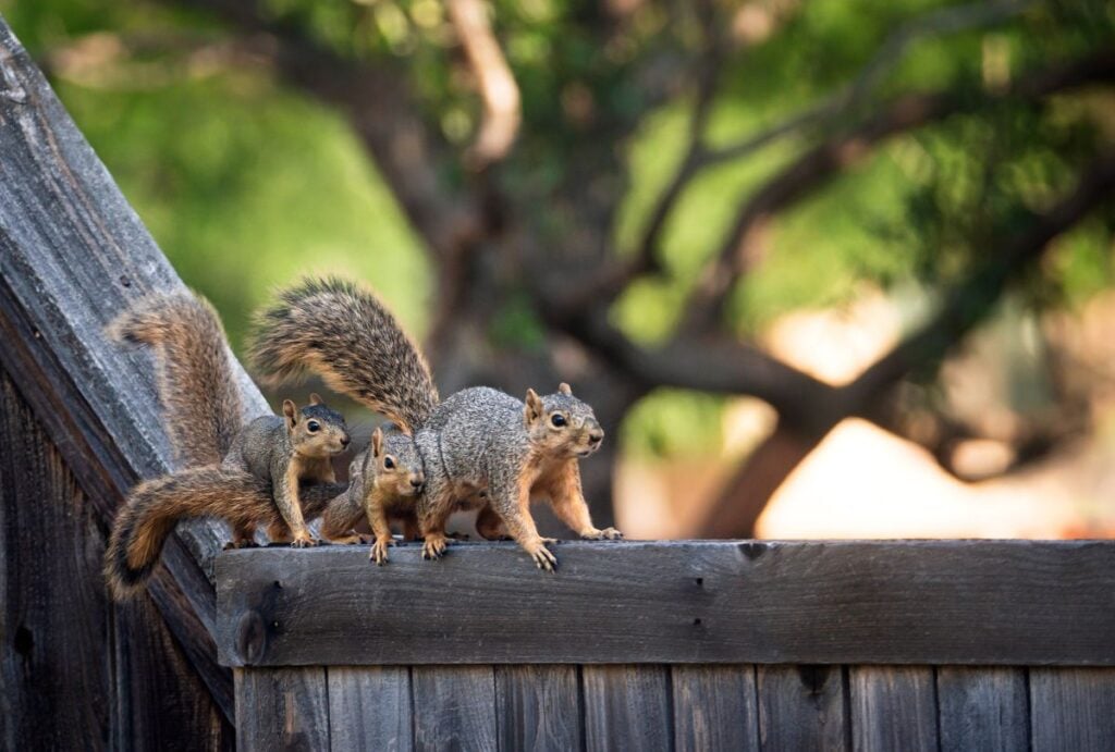 a family of squirrels on a fence in a backyard