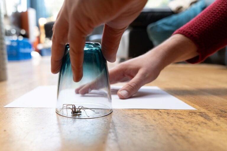 a spider caught in a glass
