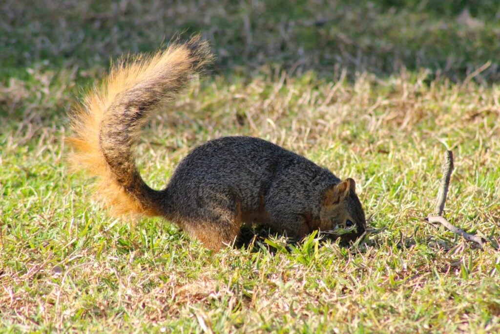 a squirrel digging in a garden