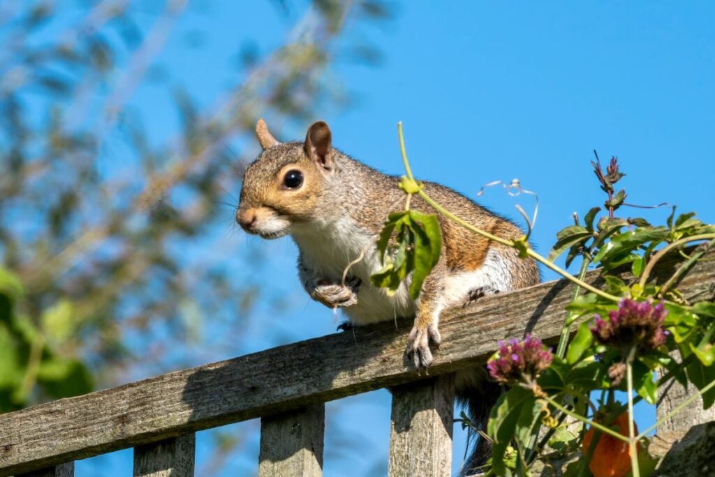 a squirrel on a fence in a backyard