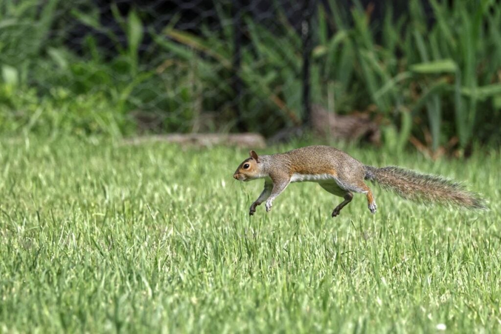 a squirrel running across a garden