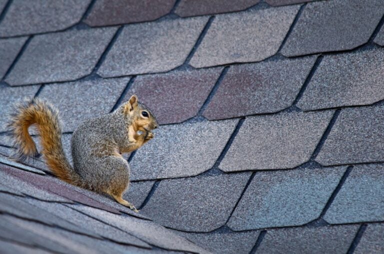 a squirrel sitting on a roof