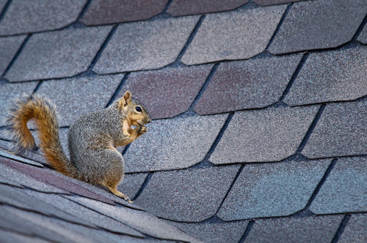 a squirrel sitting on a roof