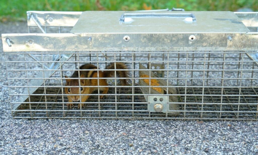 chipmunk trap in the back yard