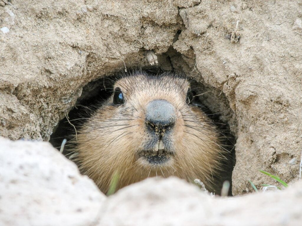 groundhog in a hole