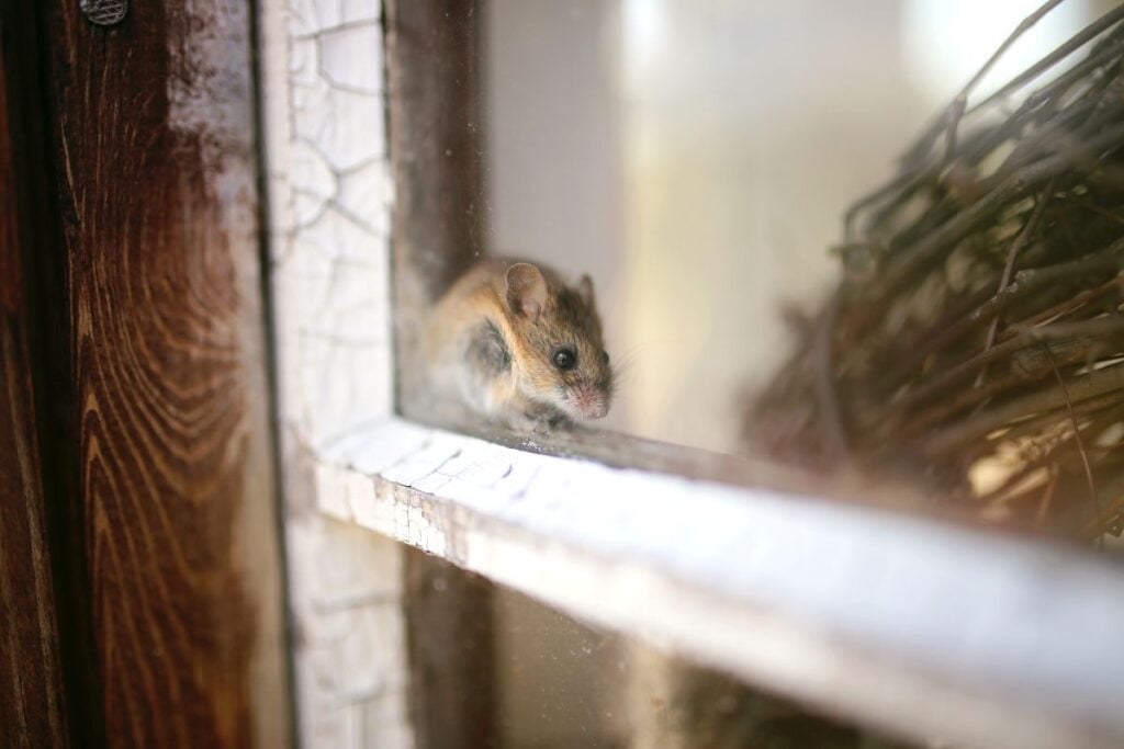 mouse hiding next to a window