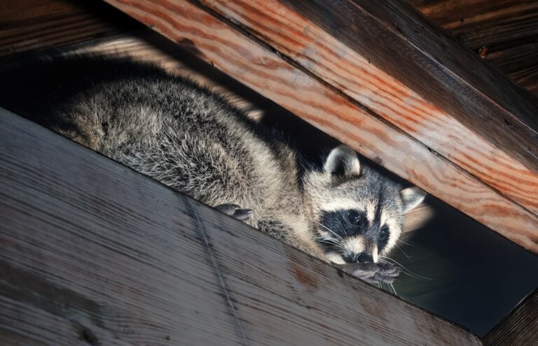American raccoon climbed into the attic of a house